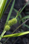 American bur-reed